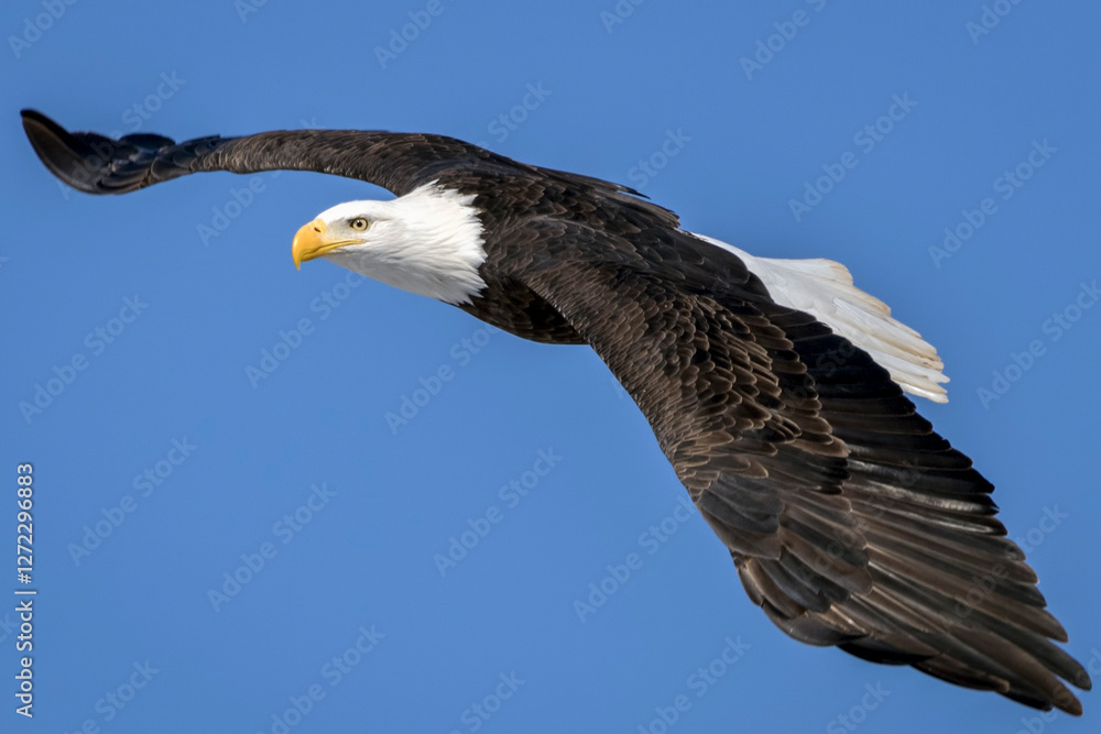 Fototapeta premium Bald Eagle in Flight Against a Clear Blue Sky
