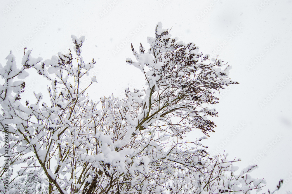 Obraz premium Snow-covered tree bushes. Tree branches are covered with snow snowflakes. Winter 2025 Ukraine