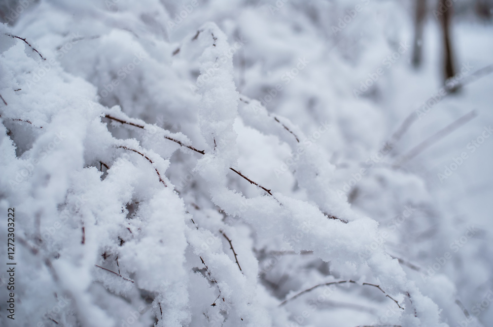 Tree branches covered with white frost against a white sky. Winter. Tree branches covered with white frost against a white sky. Winter.