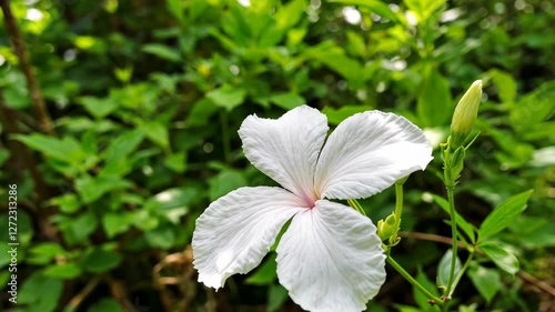 Close-up of a Delicate White Flower Blooming in Lush Greenery