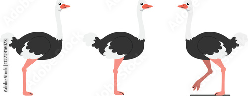 Three stances of an ostrich in flat vector art style illustration