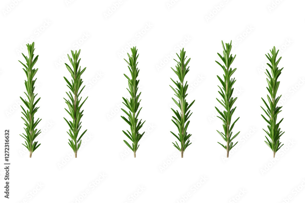 Six long green stems of a plant, possibly a herb or a shrub, isolated Six long green stems of a plant, possibly a herb or a shrub, isolated