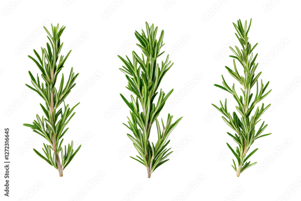 Three green branches of rosemary, isolated Three green branches of rosemary, isolated