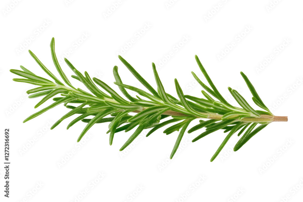 Long green herb with a thin stem, isolated Long green herb with a thin stem, isolated