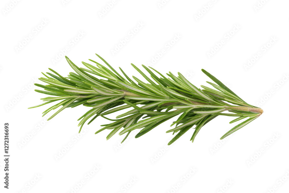 Green herb with a long stem, isolated Green herb with a long stem, isolated