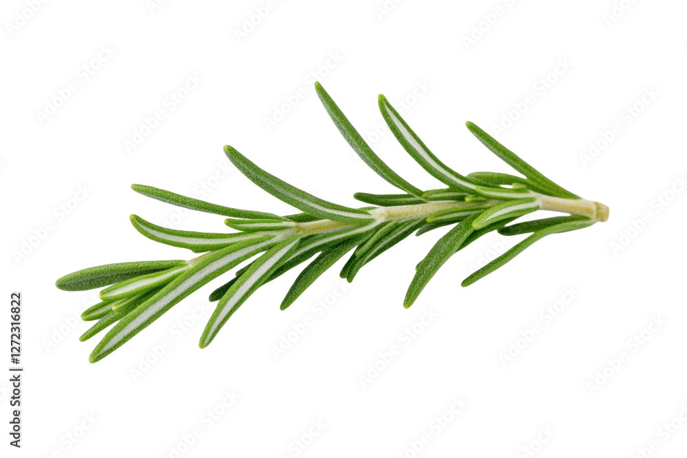 Green leafy plant with a long stem, isolated Green leafy plant with a long stem, isolated