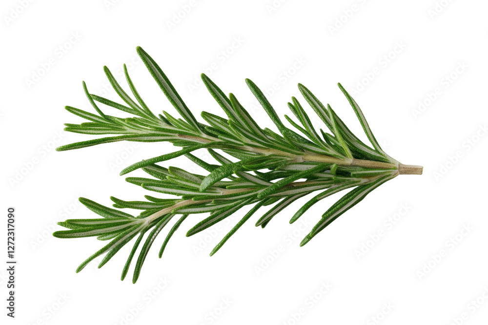 Green leafy plant with a long stem, isolated Green leafy plant with a long stem, isolated