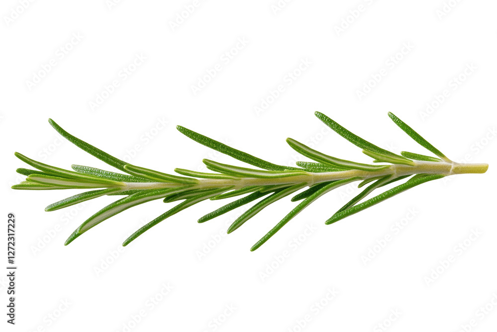 Long green herb with a white background, isolated Long green herb with a white background, isolated