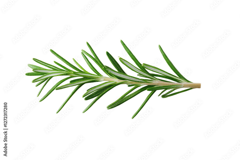 Green leafy plant with a thin stem, isolated Green leafy plant with a thin stem, isolated