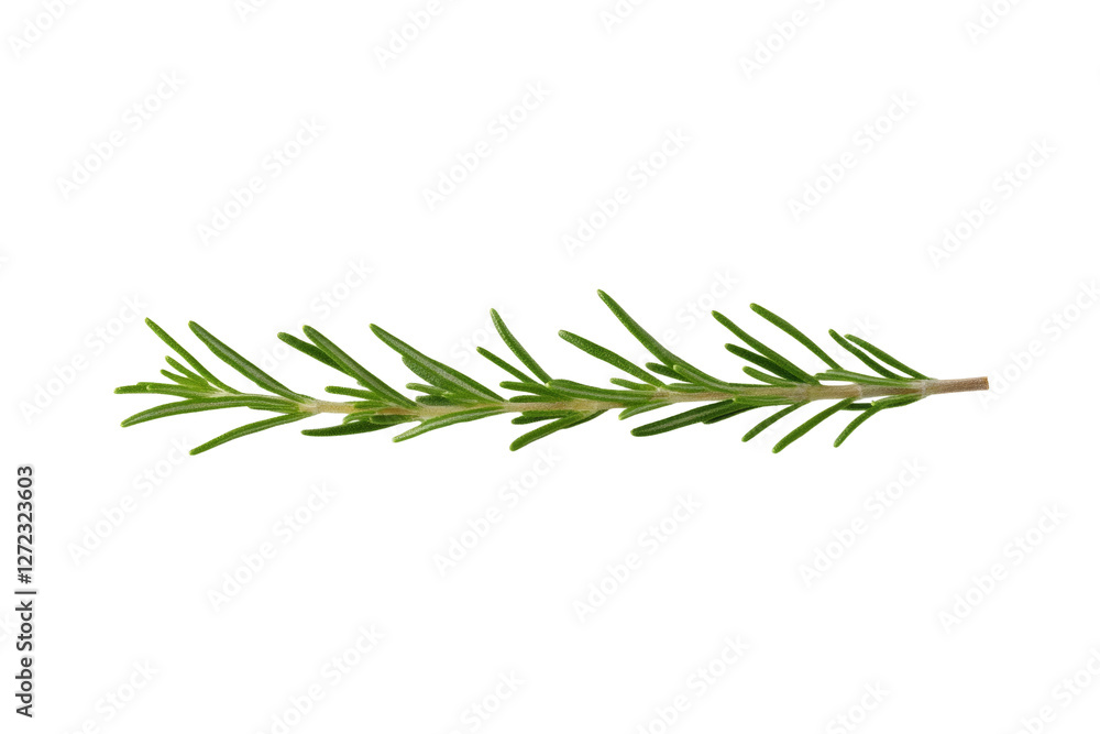 Long green herb with a white background, isolated Long green herb with a white background, isolated