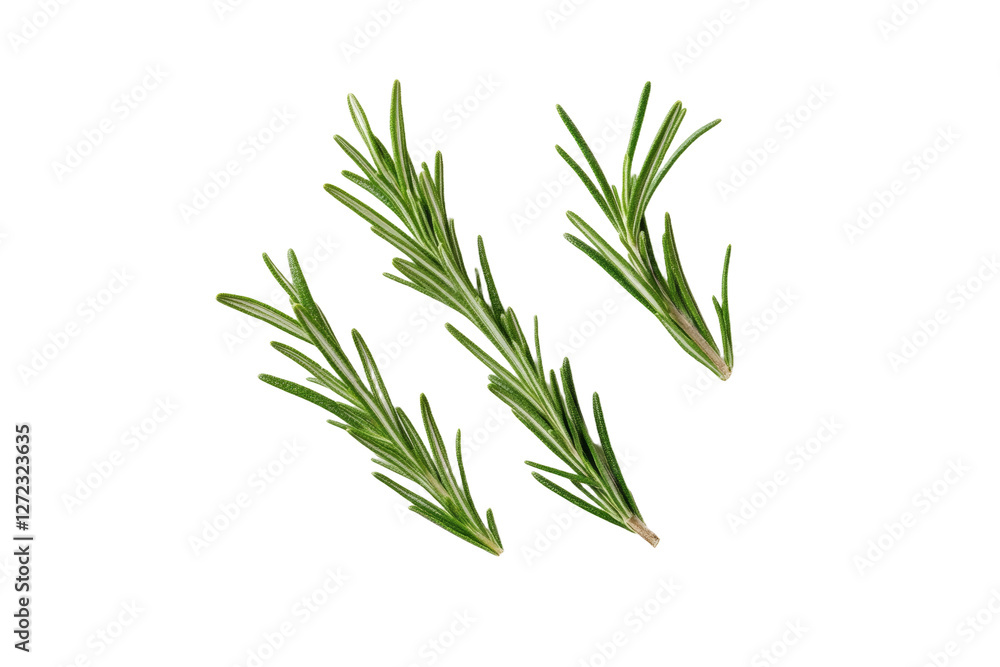 Fototapeta premium Three green rosemary stems are shown on a white background, isolated