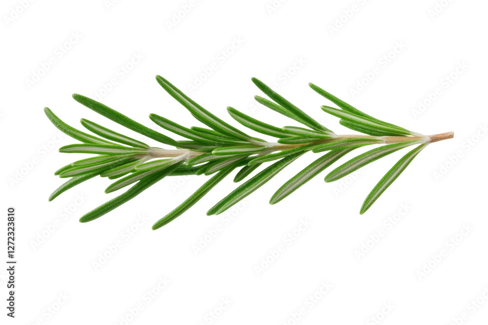 Green leafy plant with a long stem, isolated