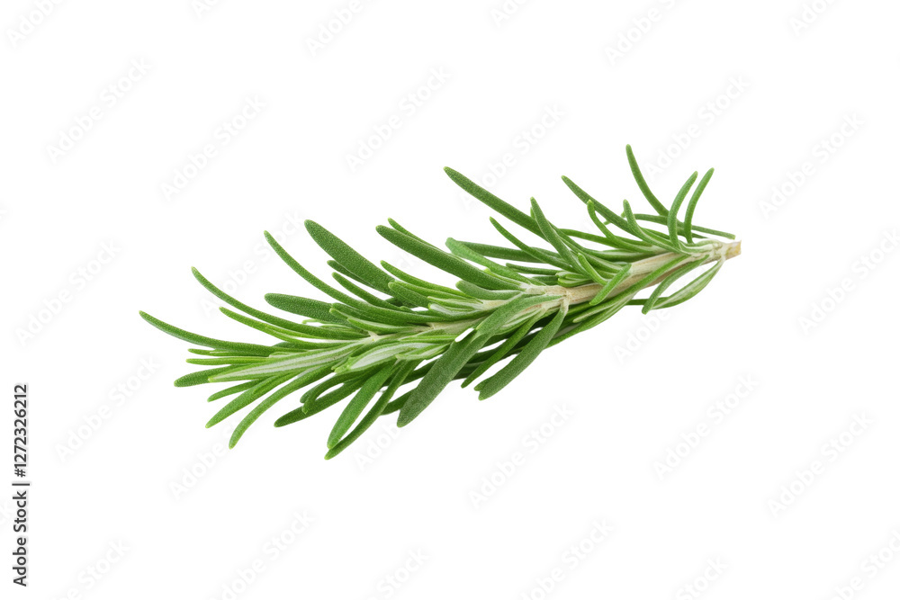 Fototapeta premium Green herb with a long stem, isolated