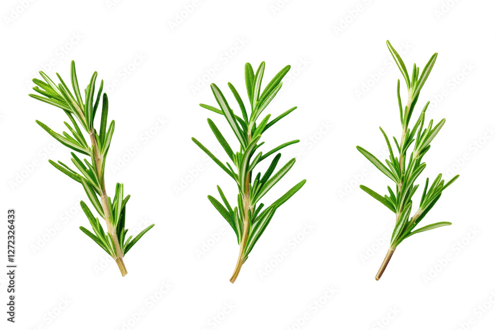 Fototapeta premium Three green leaves of a plant, isolated