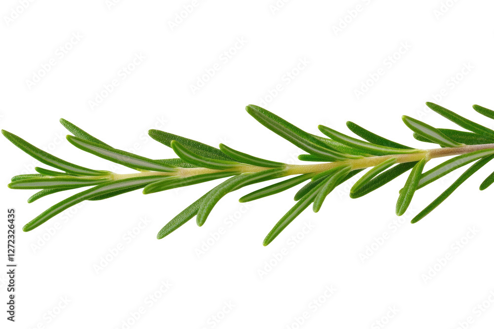 Fototapeta premium Long green leafy plant with a stem, isolated