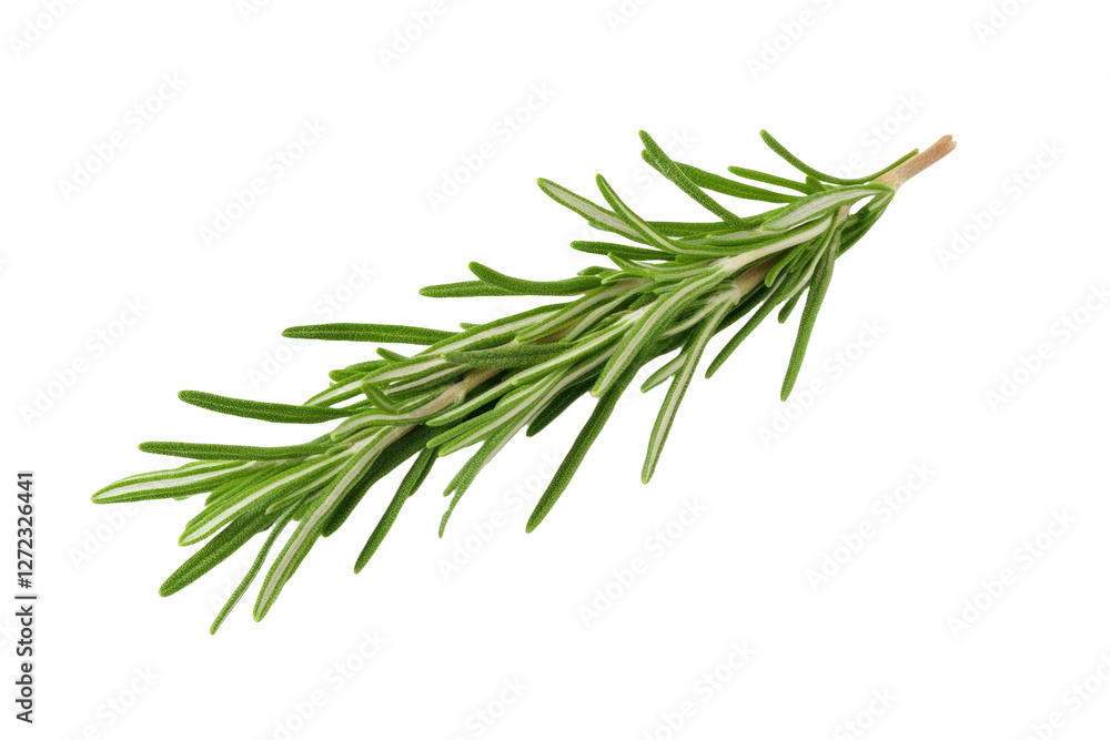 Fototapeta premium Green herb with a white background, isolated