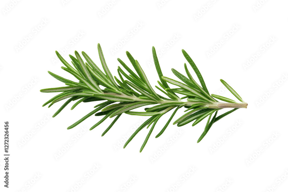 Fototapeta premium Green leafy plant with a long stem, isolated