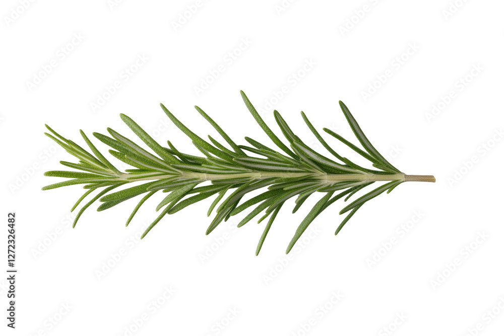 Fototapeta premium Long green leaf of rosemary, isolated