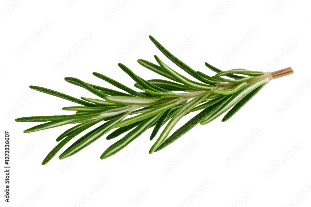 Fototapeta premium Green leafy plant with a long stem, isolated