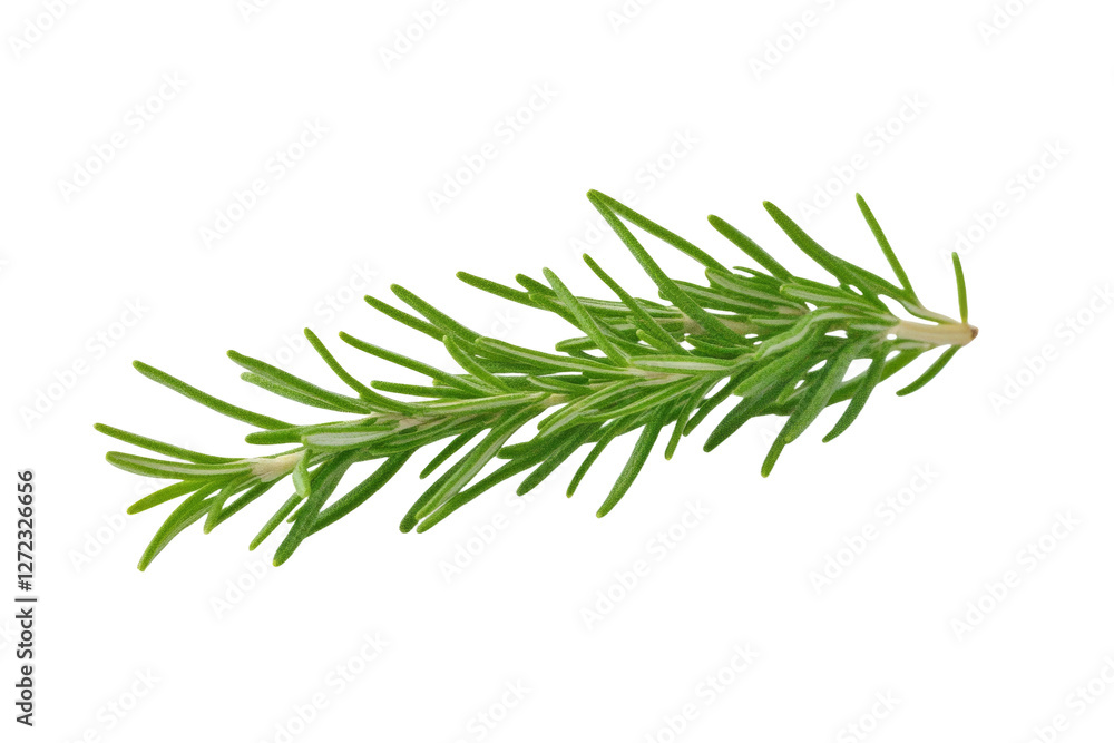 Fototapeta premium Green herb with a long stem, isolated