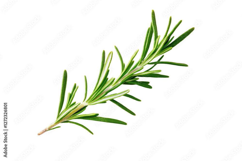 Fototapeta premium Green herb with a long stem, isolated