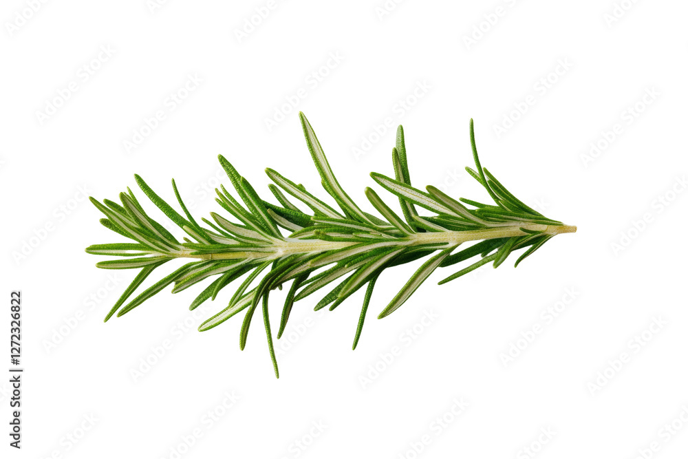 Green leafy plant with a long stem, isolated Green leafy plant with a long stem, isolated