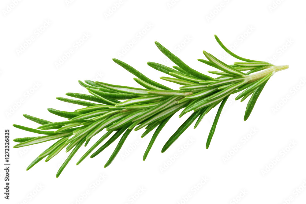 Fototapeta premium Green leafy plant with a long stem, isolated