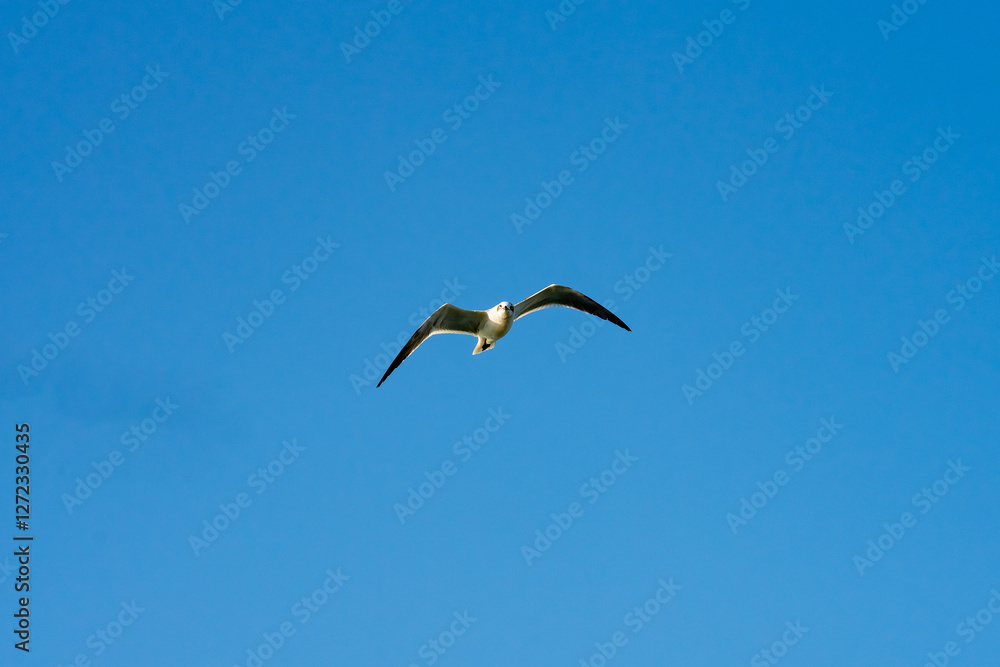 South Padre Island, Texas South Padre Island, Texas