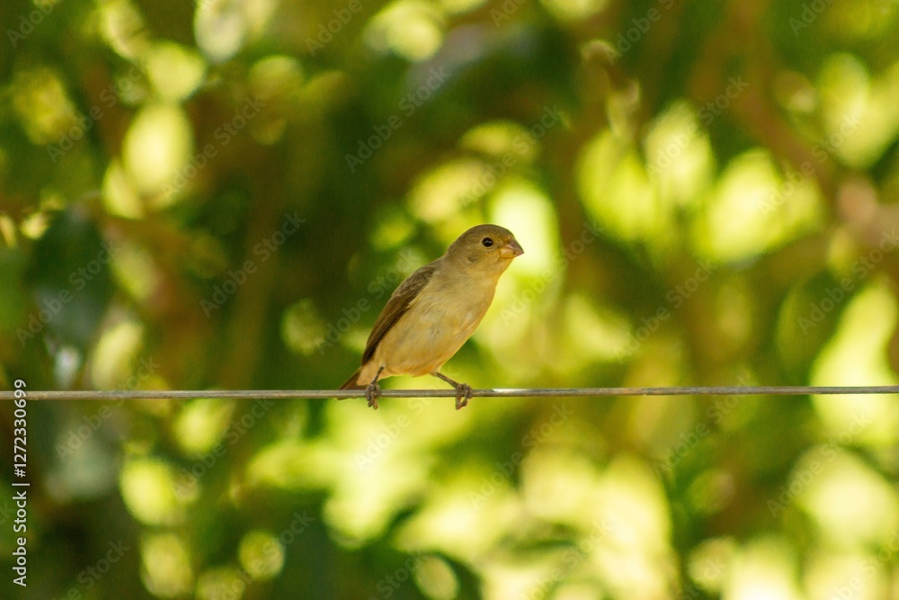 Obraz premium Mustache