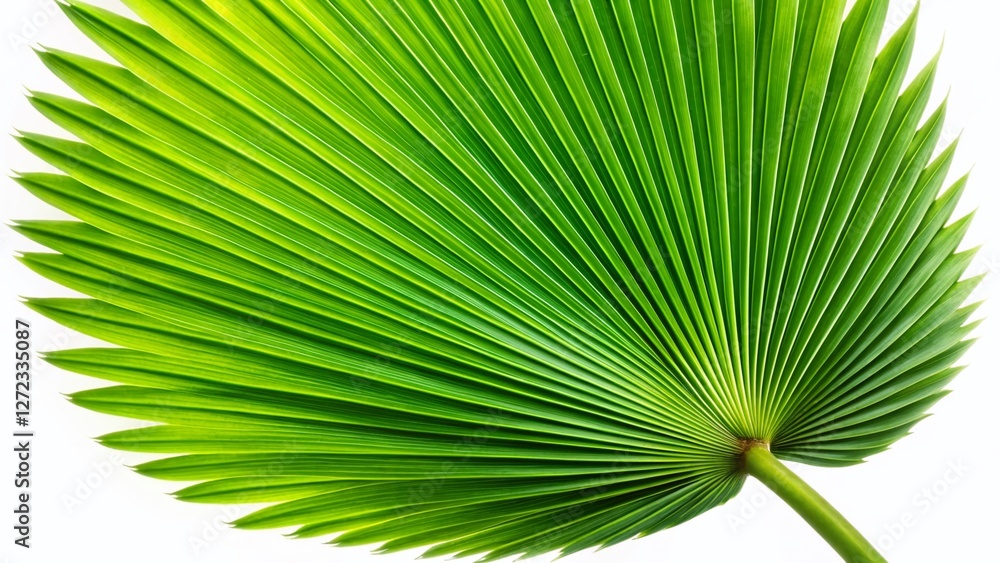 Fototapeta premium Lush Green Palm Leaf Isolated on Transparent Background - High-Resolution Drone Photography Stock Image