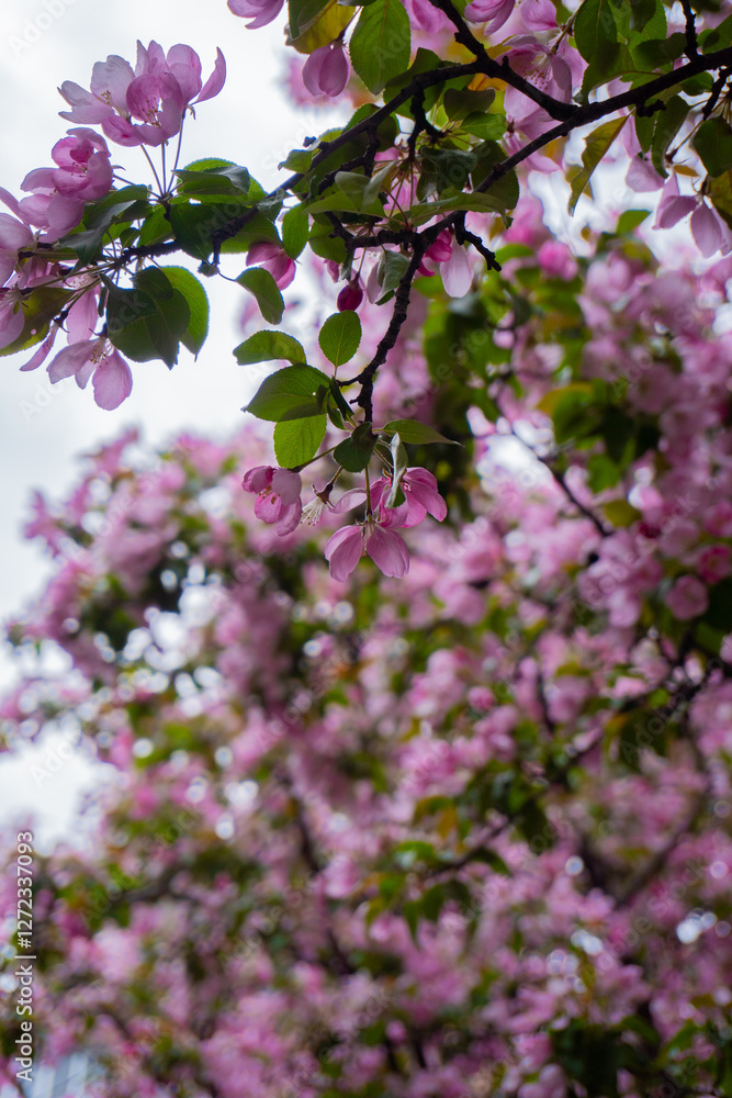 flower, spring, lilac, pink, nature, blossom, flowers, plant, bloom, garden, purple, branch, tree, blooming, bush, beauty, leaf, floral, petal, season, summer, closeup, bud, flora, leaves flower, spring, lilac, pink, nature, blossom, flowers, plant, bloom, garden, purple, branch, tree, blooming, bush, beauty, leaf, floral, petal, season, summer, closeup, bud, flora, leaves