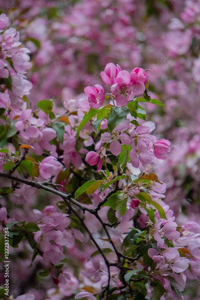 Obraz premium flower, lilac, spring, nature, pink, blossom, purple, flowers, garden, plant, bloom, beauty, tree, floral, blooming, branch, summer, leaf, season, bush, closeup, violet, petal, bud, flora