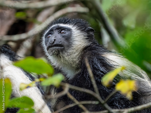 Photography Face of a Kilimanjaro mantled monkey (Colobus caudatus) in Arusha National Park