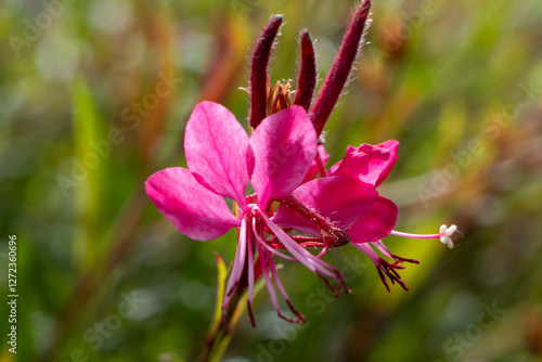 flower, pink, nature, blossom, plant, spring, flowers, garden, flora, bloom, tree, beauty, summer, blooming, floral, macro, purple, petal, closeup, color, beautiful, red, botany, leaf, apple