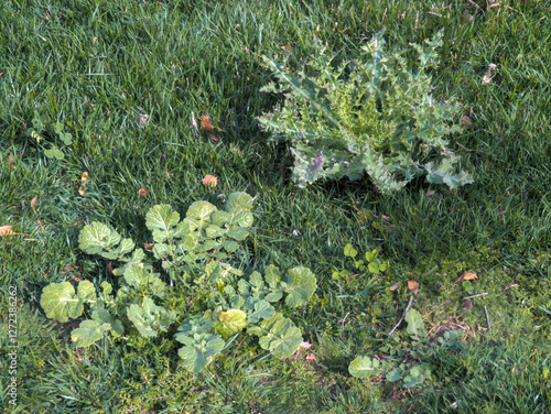 Various weeds growing in an unkept lawn photo