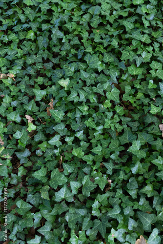 Green hedera leaves background