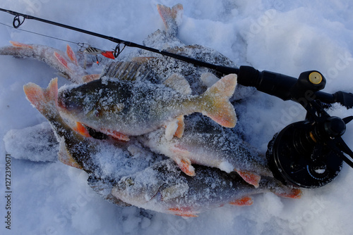 Winter fishing with ice fishing for perch