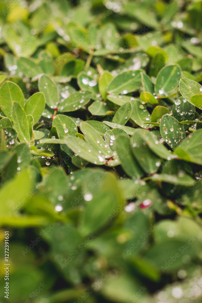 THE MOST DIVERSE PLANTS AND LANDSCAPE THE MOST DIVERSE PLANTS AND LANDSCAPE