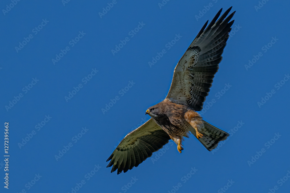 Red-tailed Hawk (Buteo jamaicensis) in Flight Red-tailed Hawk (Buteo jamaicensis) in Flight