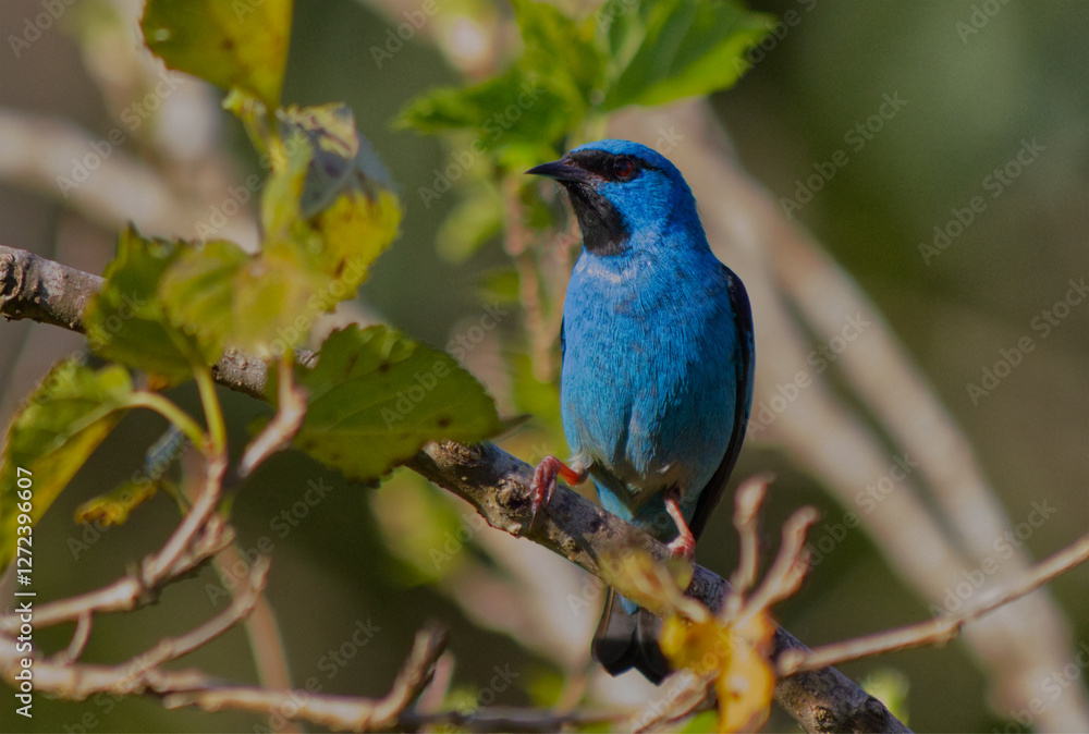Fototapeta premium Saí Azul
