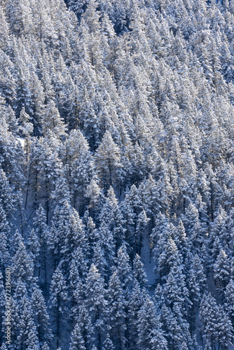 Beatiful vertical wallpaper of snowy forest