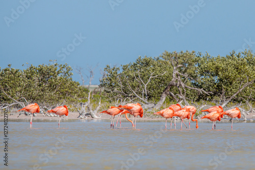 Wallpaper Mural Americano también conocido como flamencos caribeños Phoenicopterus ruber en la laguna de Celestún y Río Lagartos Yucatán, México Torontodigital.ca