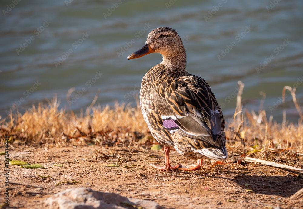 Mallard duck at Dead Horse Ranch State Park, Cottonwood, Arizona, USA Mallard duck at Dead Horse Ranch State Park, Cottonwood, Arizona, USA