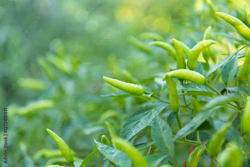 Chilli peppers or green chilies in farm Chilli peppers or green chilies in farm
