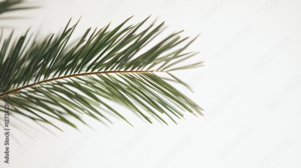 Palm frond, white background, minimalist design, botanical image, website graphic Palm frond, white background, minimalist design, botanical image, website graphic
