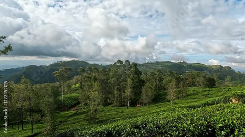 Lipton's Seat: A Stunning Tea Plantation Landscape in Sri Lanka photo