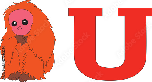 ginger bald uakari next to the letter U