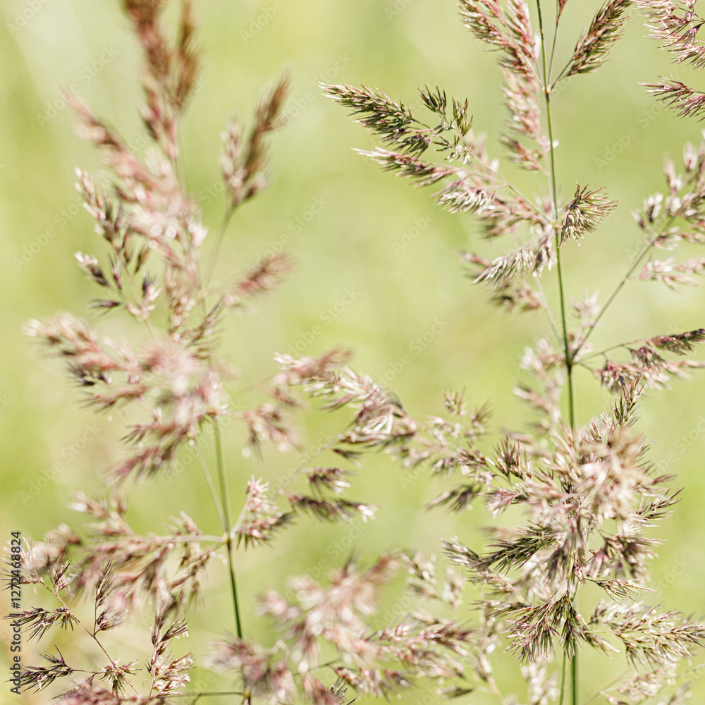 Close up view of green beige wild grasses growing in meadow at sunlight. Natural, warm, serene atmosphere. Natural beauty landscape, Minimal natural texture pattern of summer grass, blur background Close up view of green beige wild grasses growing in meadow at sunlight. Natural, warm, serene atmosphere. Natural beauty landscape, Minimal natural texture pattern of summer grass, blur background