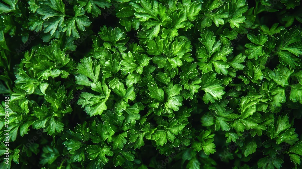 Fresh Green Parsley Leaves Close-Up in High Resolution Image Fresh Green Parsley Leaves Close-Up in High Resolution Image