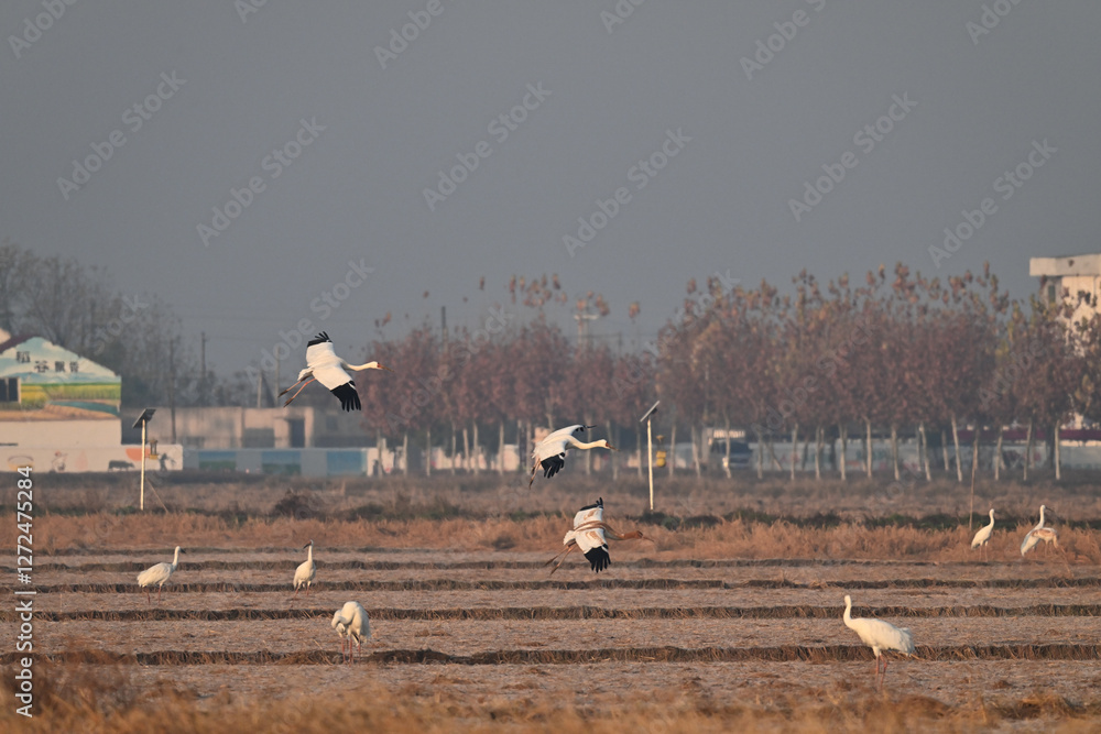 Obraz premium geese in flight